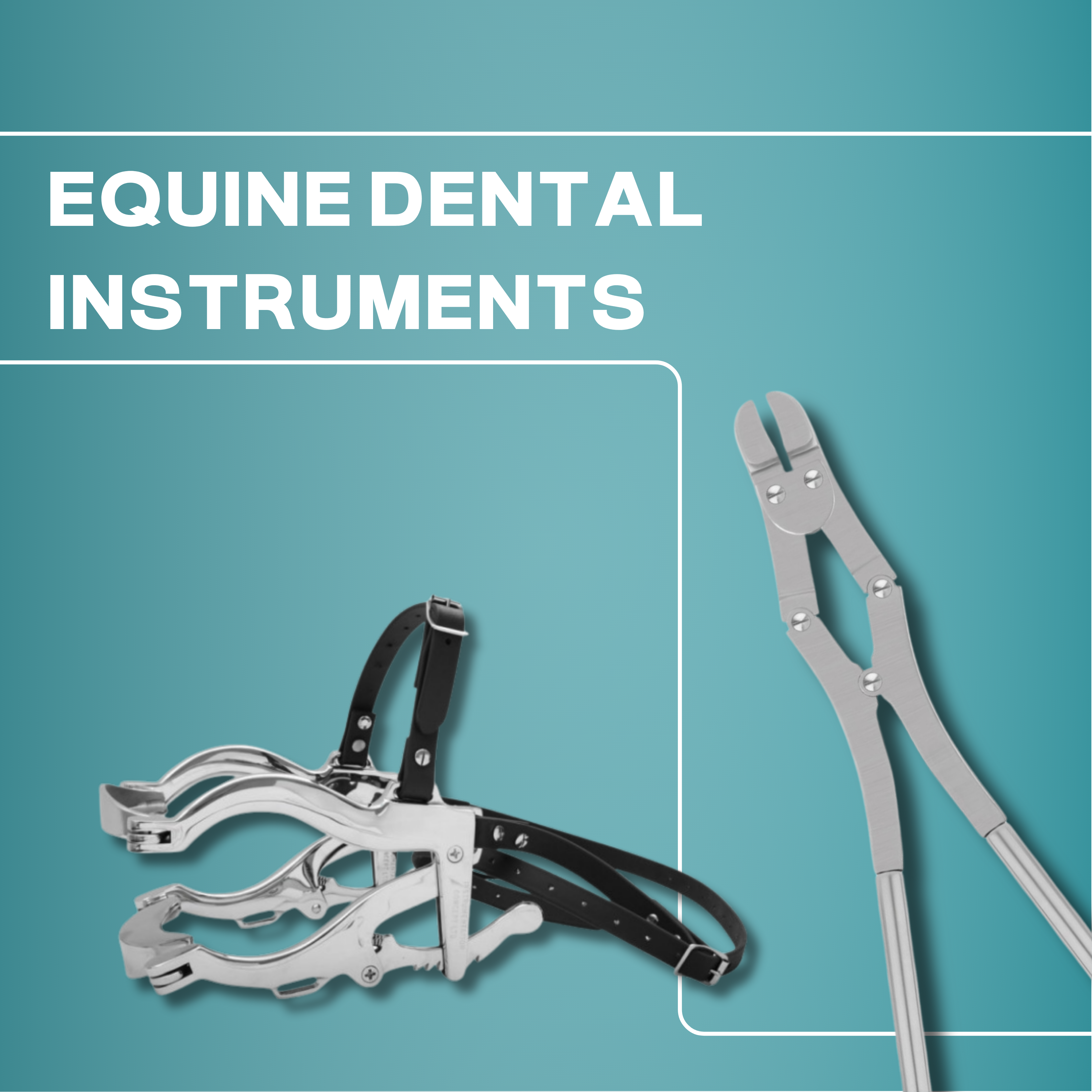 Equine Dental Instruments