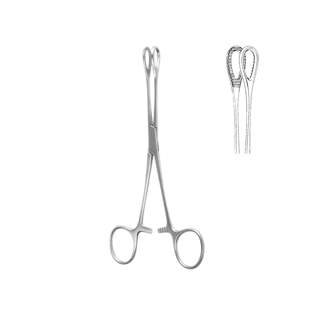 Foerster Sponge Forceps, Straight, Serrated, 18.0 cm (04-040-18)