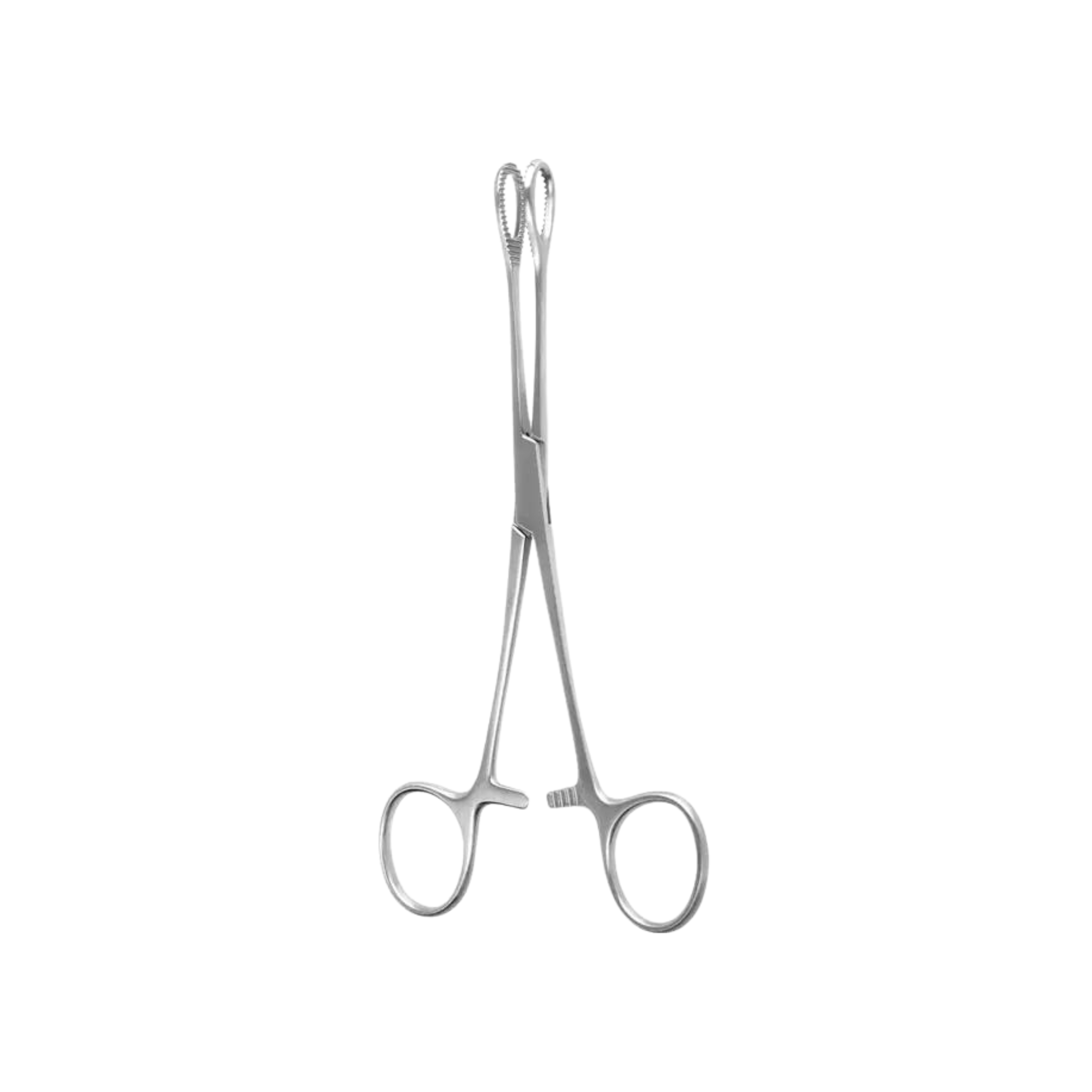 Foerster Sponge Forceps, Straight, Serrated, 18.0 cm (04-040-18)