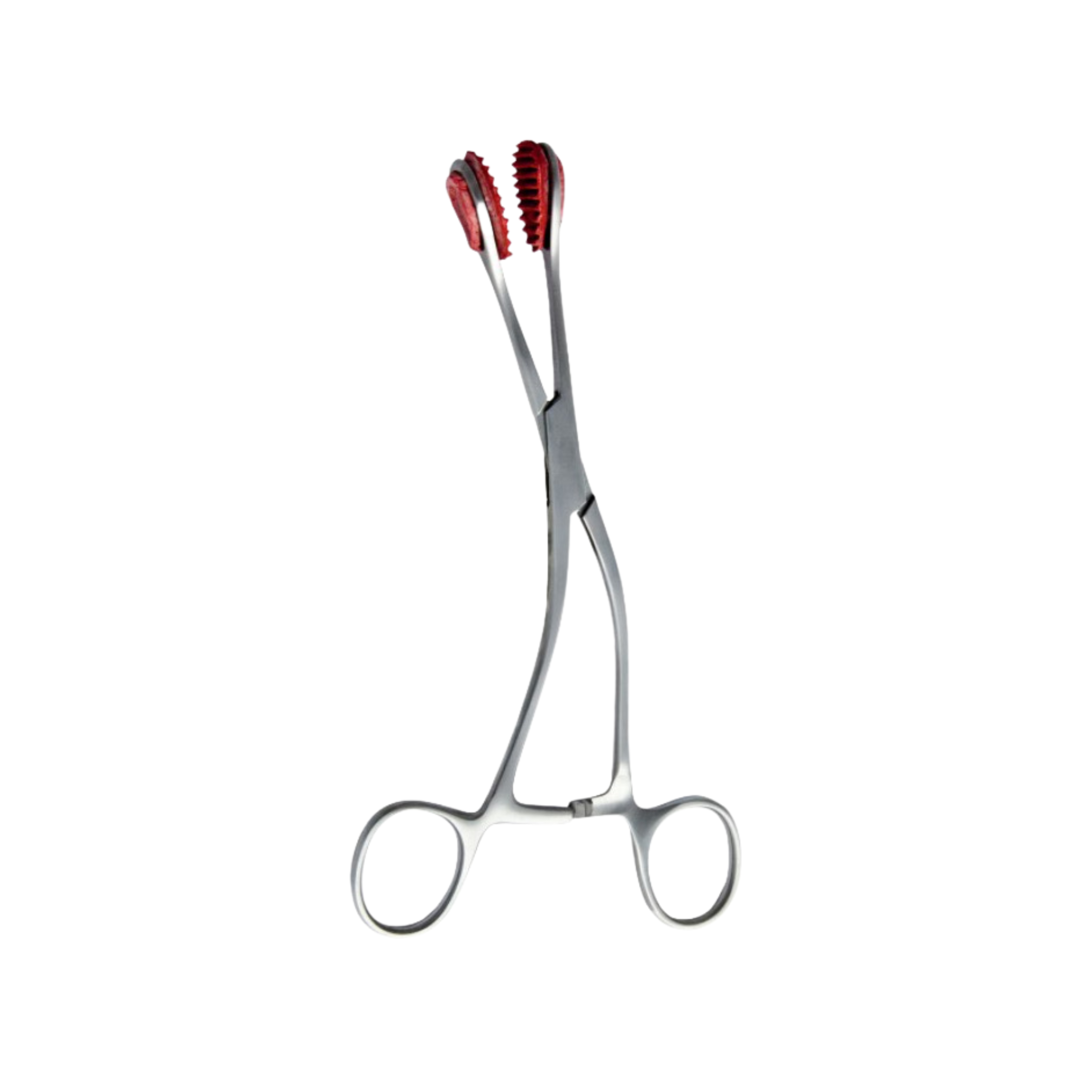 Young Tongue Holding Forceps, 17.0 cm (20-030-17)